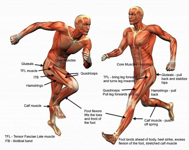 What Muscles Are Activated When Running