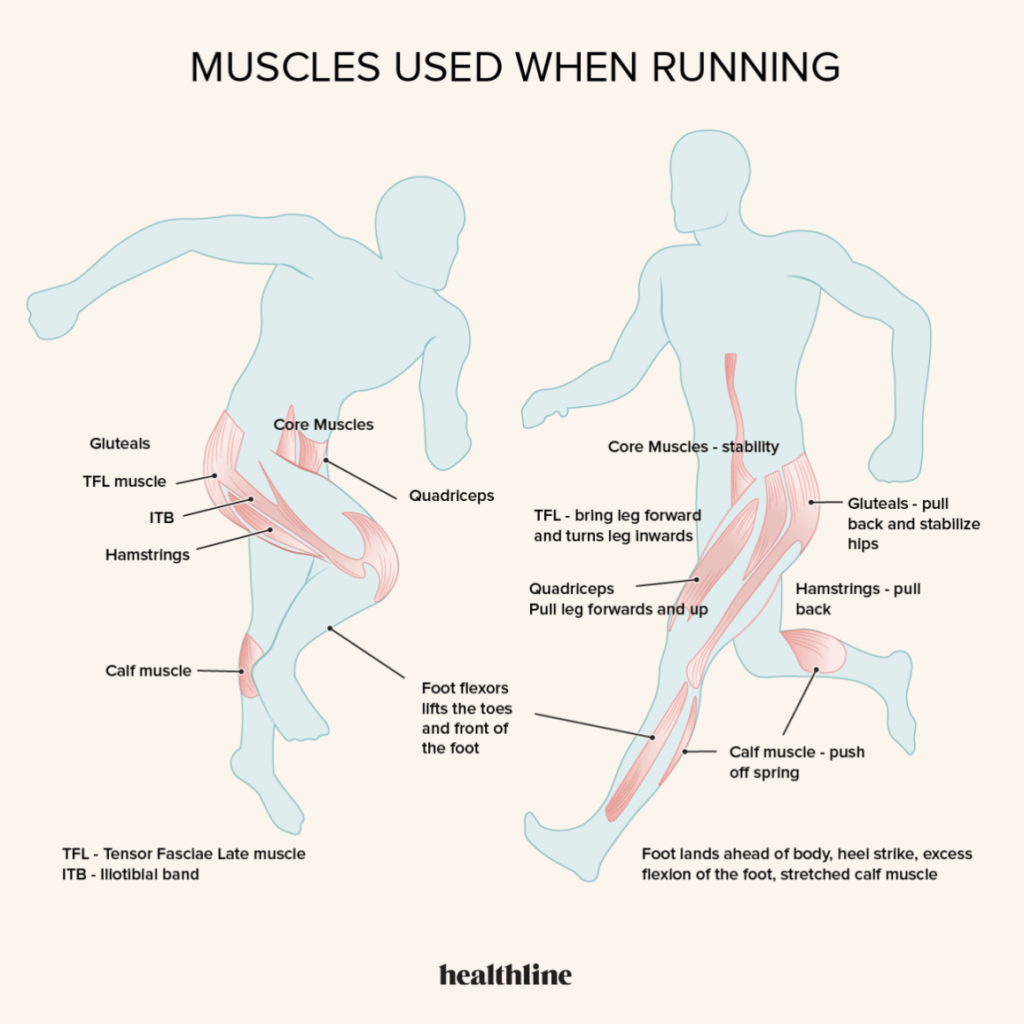 What Muscles Are Activated When Running