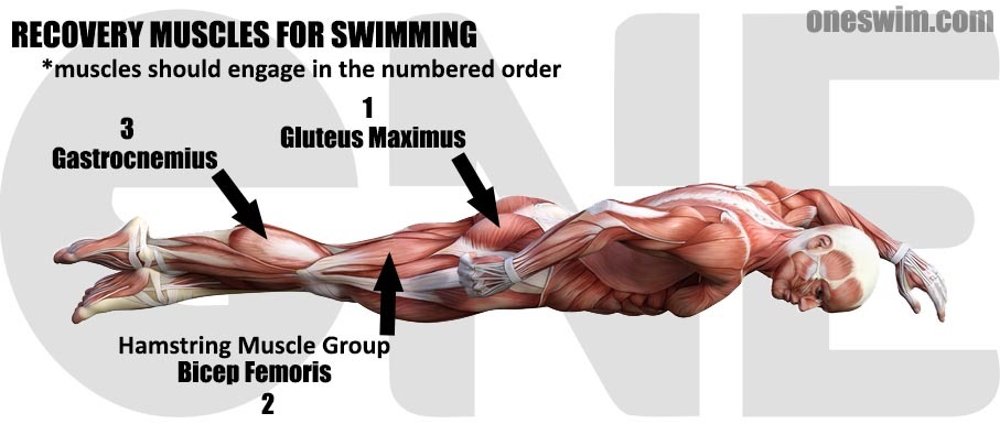 When Swimming What Muscles Are Used: An Anatomical Guide