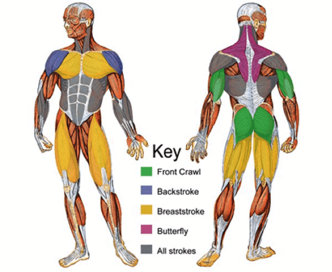 When Swimming What Muscles Are Used: An Anatomical Guide